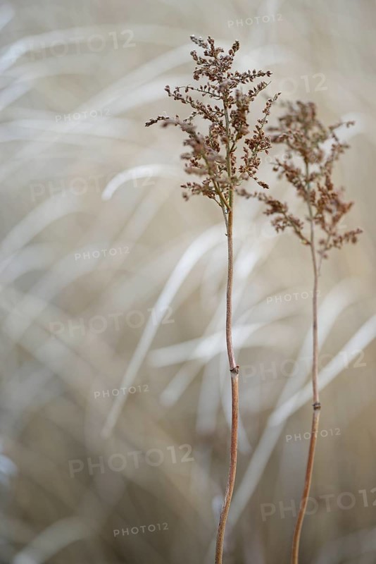 Great wood rush