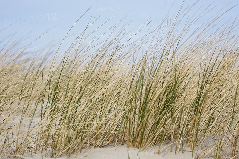 European Marram Grass