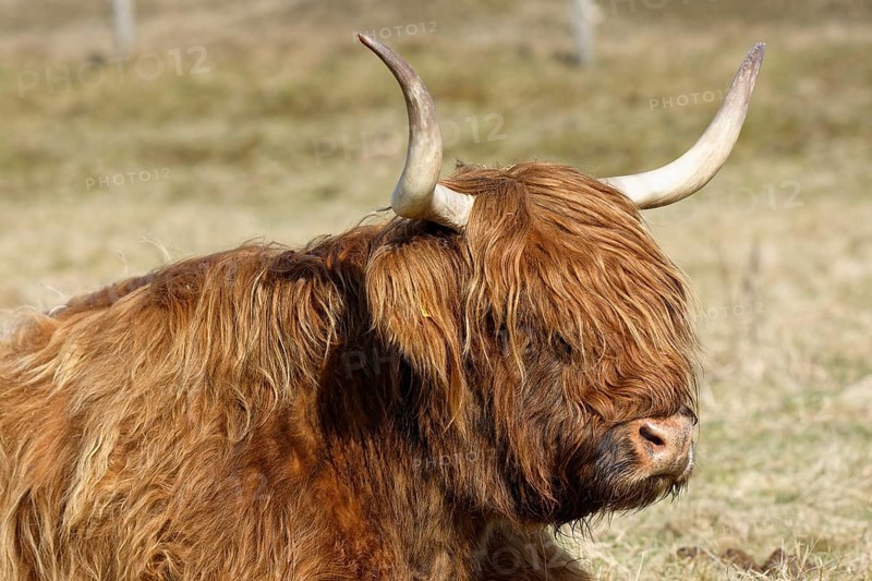 Scottish Highland Cattle on pasture