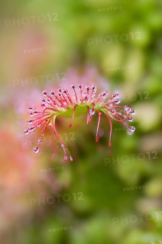 Common sundew