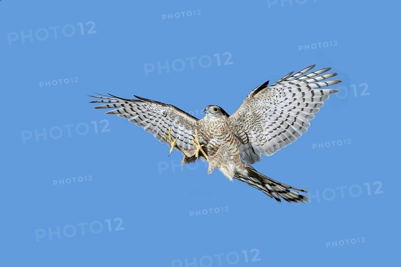 EUROPEAN SPARROWHAWK