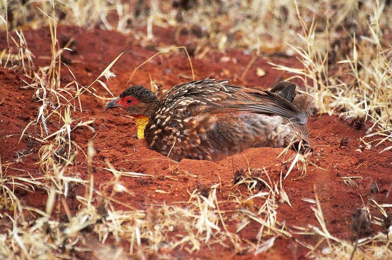 Yellow-Necked Spurfowl