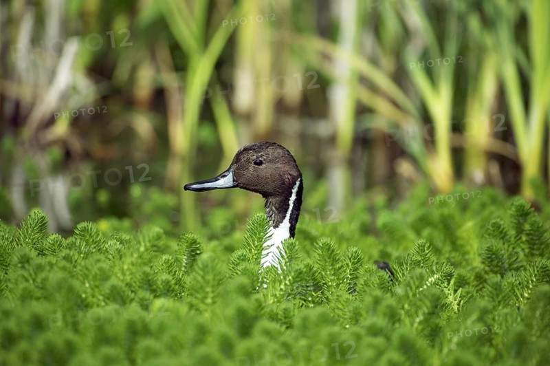 Northern Pintail