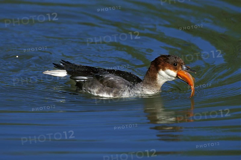 Smew
