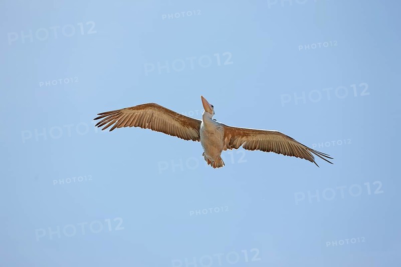 Pink backed Pelican