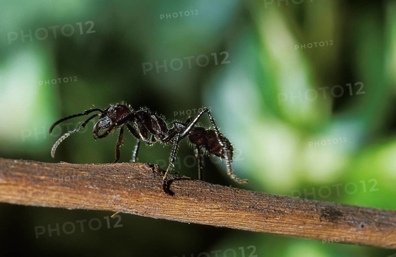 Globe ant