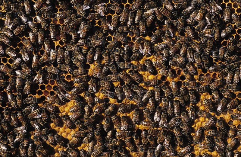 Honey Bee