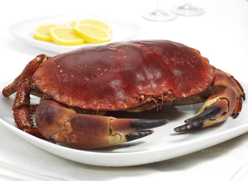 EDIBLE CRAB IN PLATTER WITH LEMON SLICES
