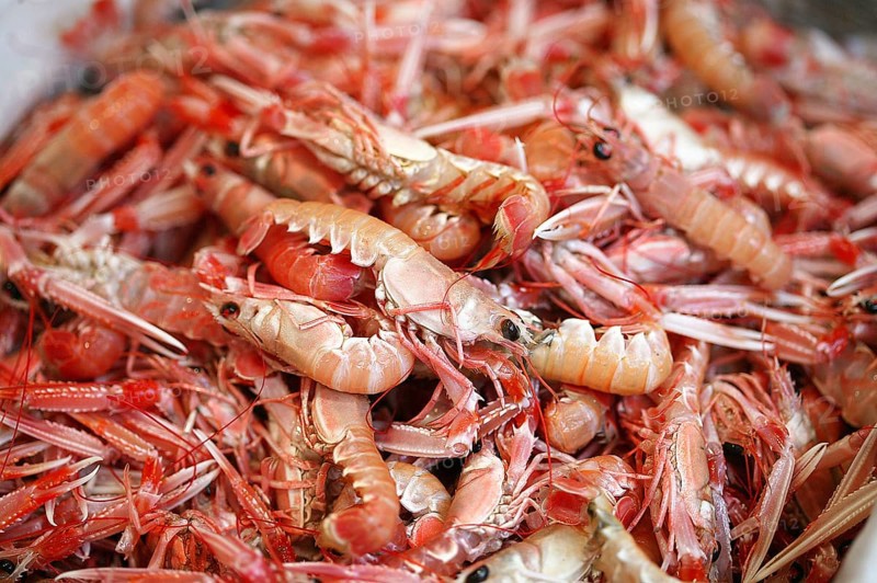 Dublin Bay Prawns or Norway Lobsters