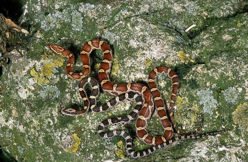 Corn snake