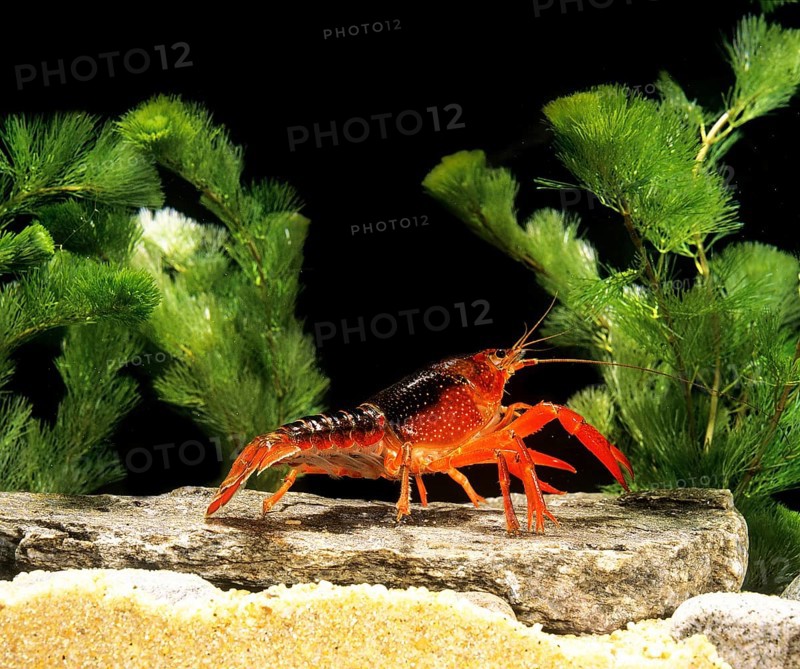 Louisiana crawfish