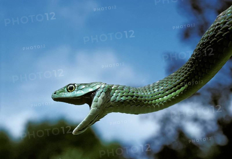 Spotted bush snake