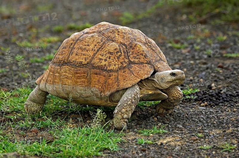 Leopard Tortoise