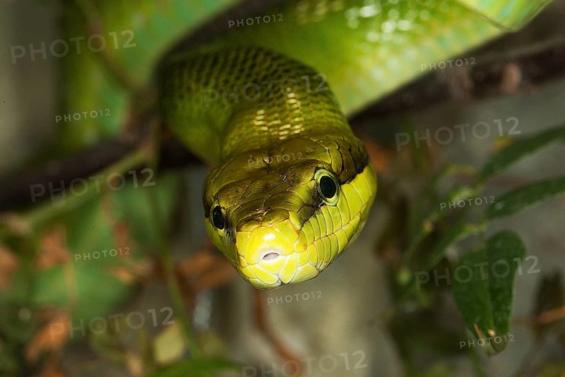 RED-DANCED GREEN RAT SNAKE gonyosoma oxycephala