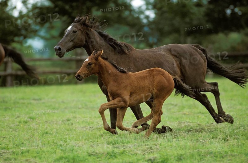 English thoroughbred horse