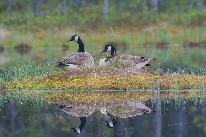 Canada goose