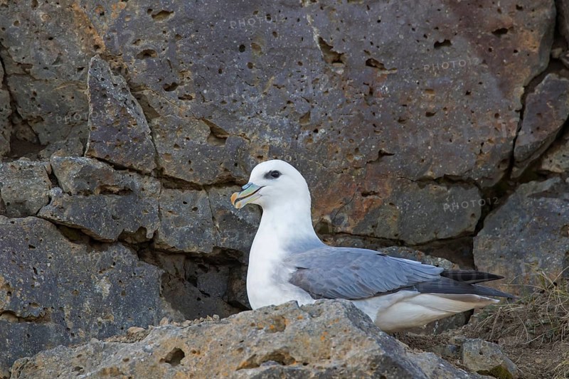 Northern fulmar