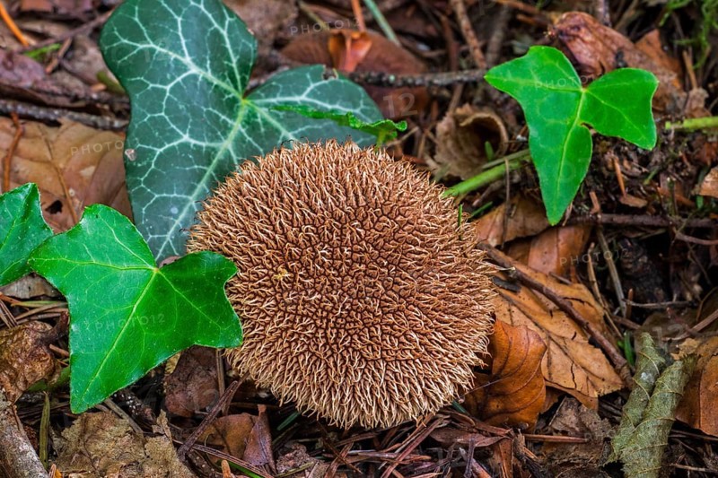 Ripe fruiting body of the spiny tuberous-leaved mushroom