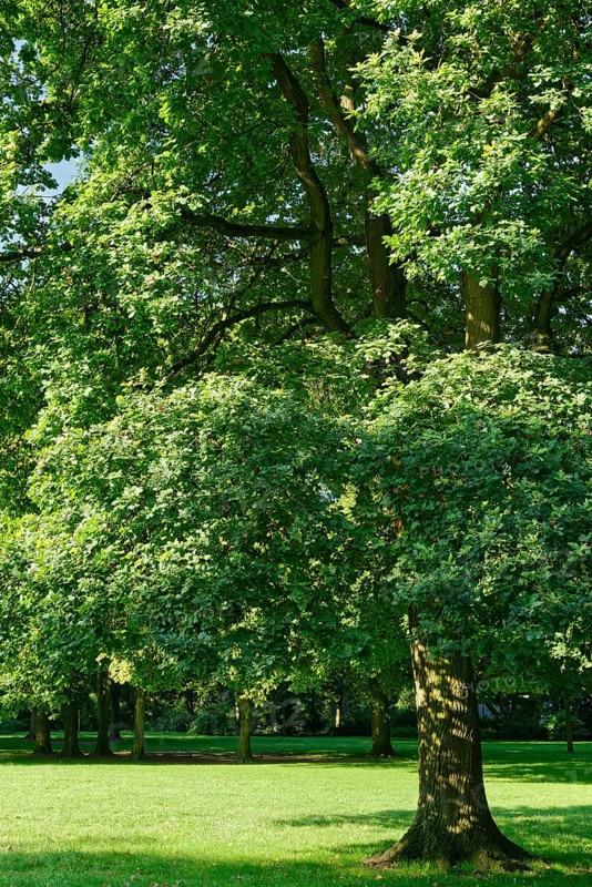 Common oak