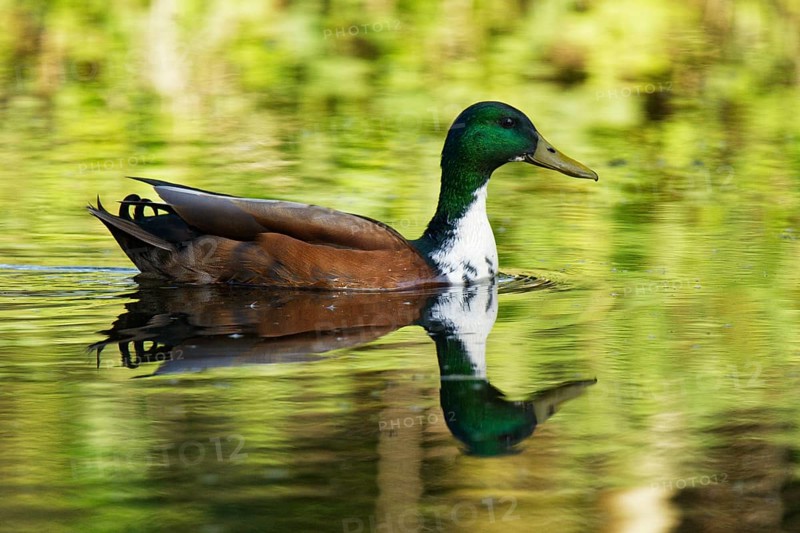 Mallard