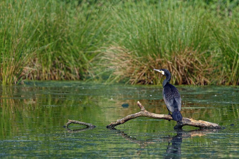 Great cormorant