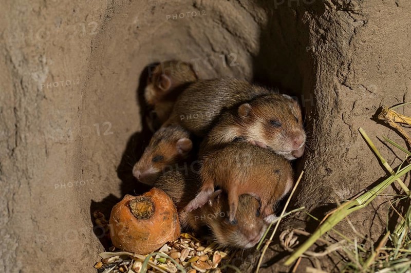 European Hamster