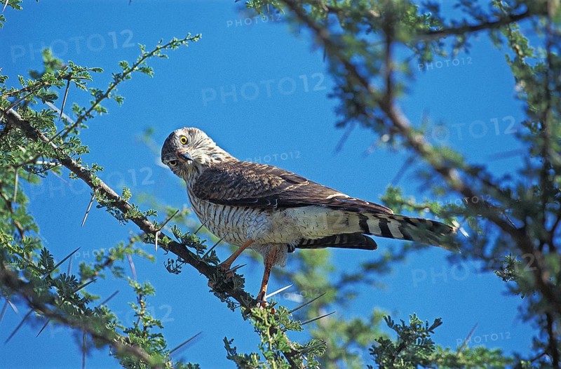 DICKINSON'S Falcon