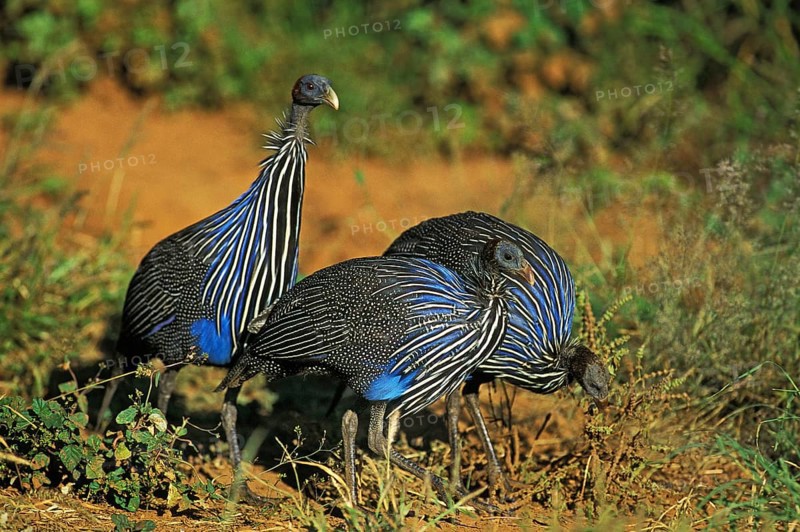 VULTURINE GUINEAFOWL