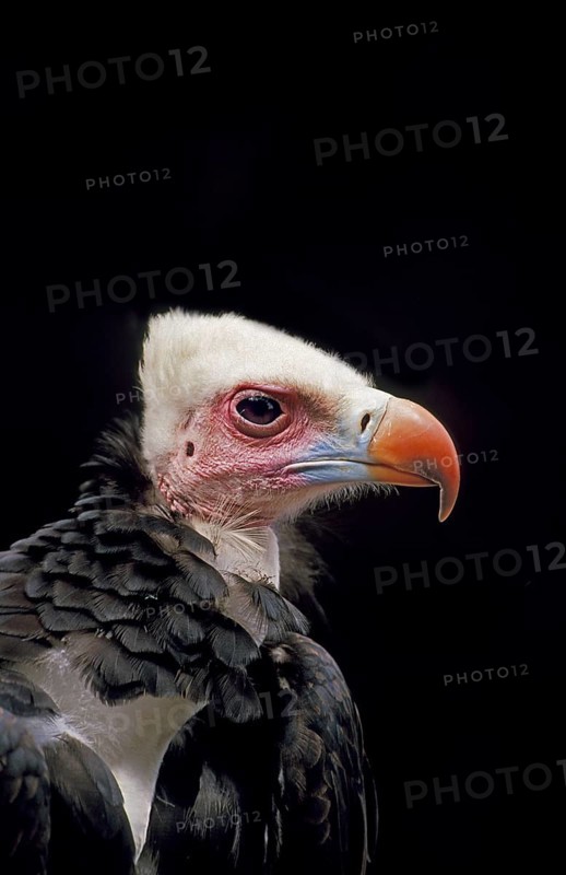 White Headed Vulture