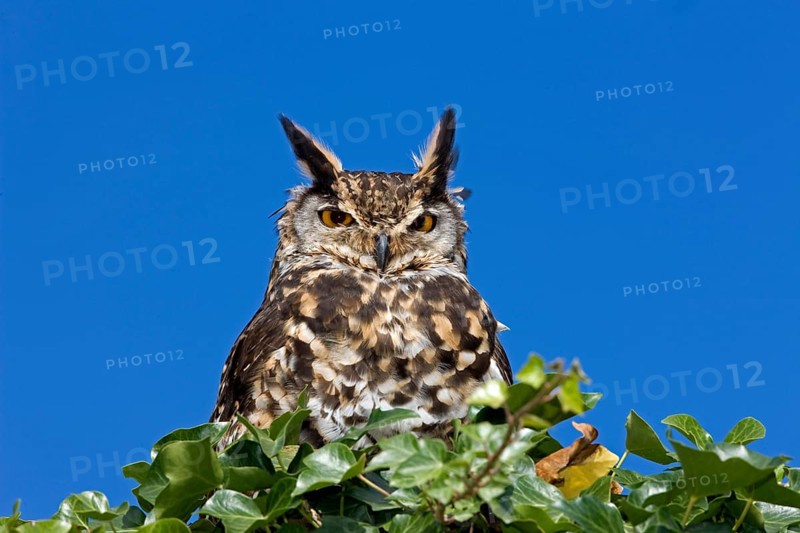 Cape Eagle Owl