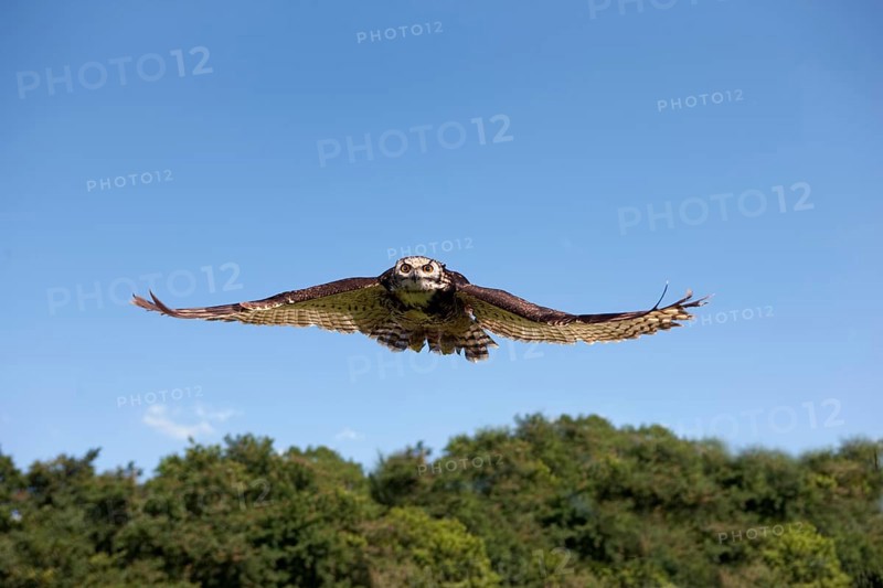 Cape Eagle Owl