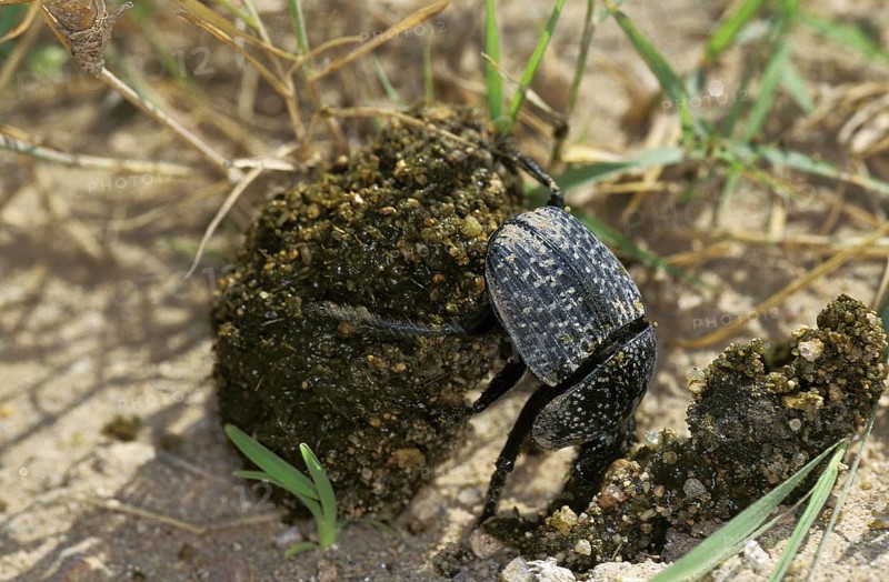 Dung Beetle