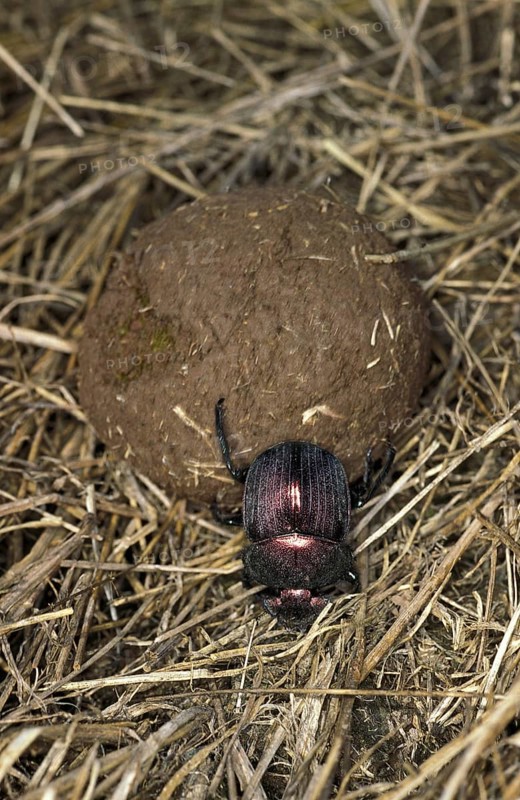 Dung beetle rolling dung ball