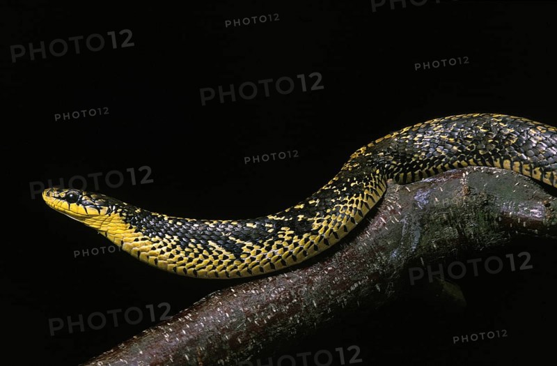 Tropical Caninana