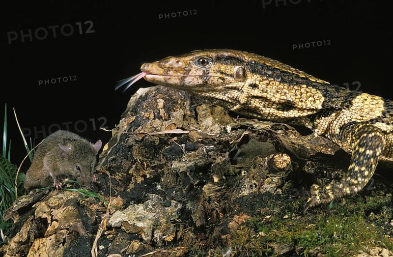 Dumeril's monitor