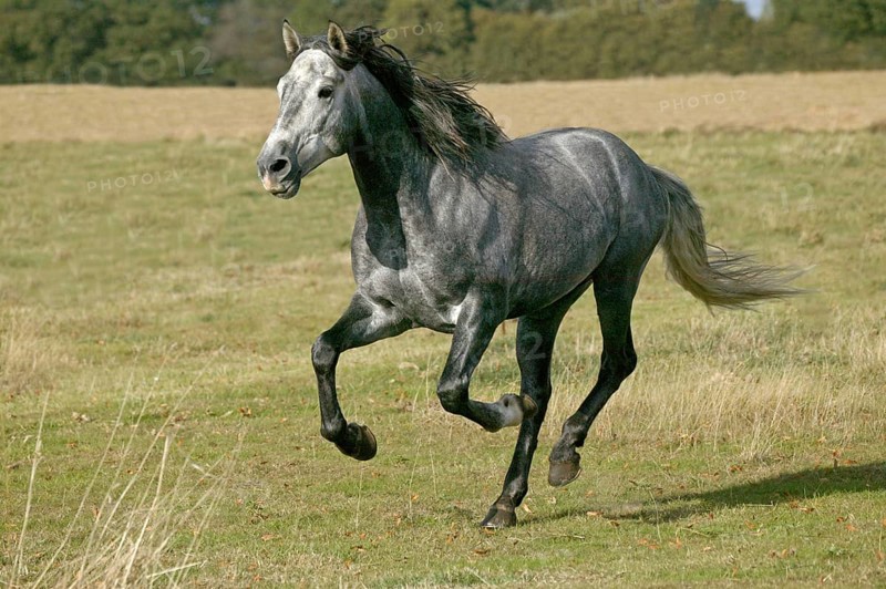 Lusitano Horse