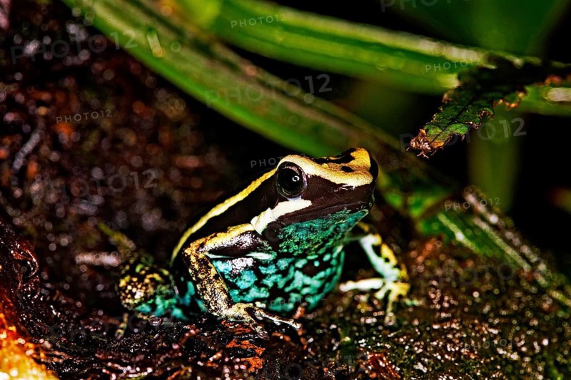 PLEASING POISON FROG epipedobates bassleri