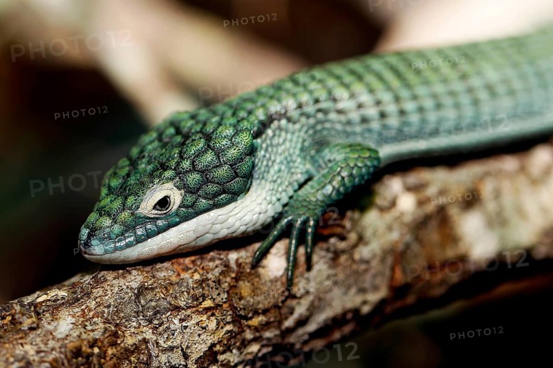 Alligator lizard