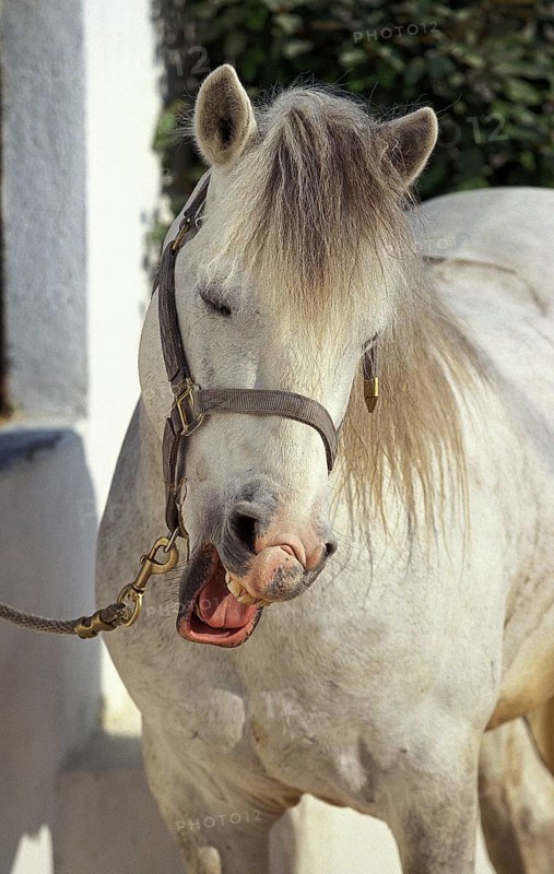 CAMARGUE HORSE