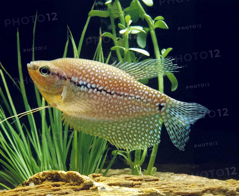 Mosaic gourami