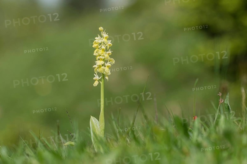 Pale pale orchid