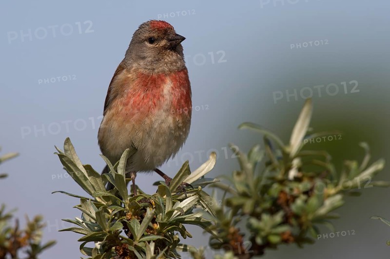 Linnet