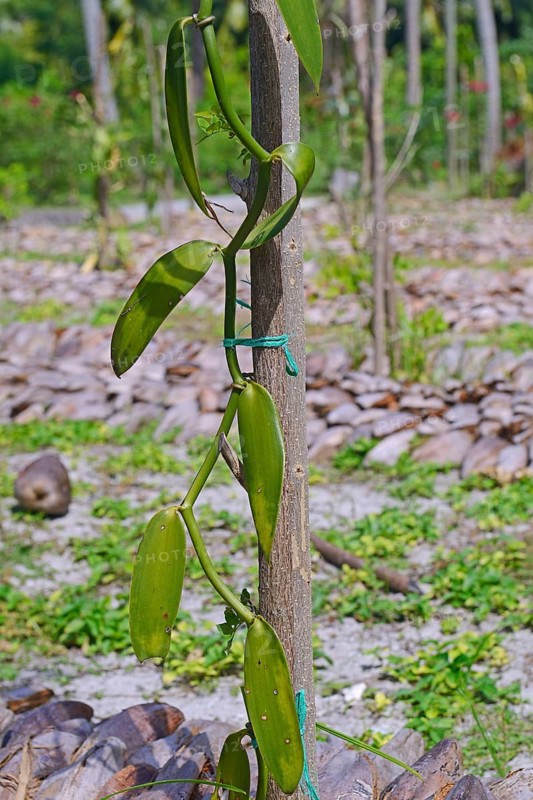 Vanilla plants