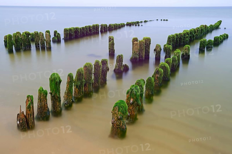Algae-covered groynes in the early morning on the beach of Rantum