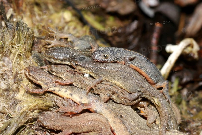 Great Crested Newt