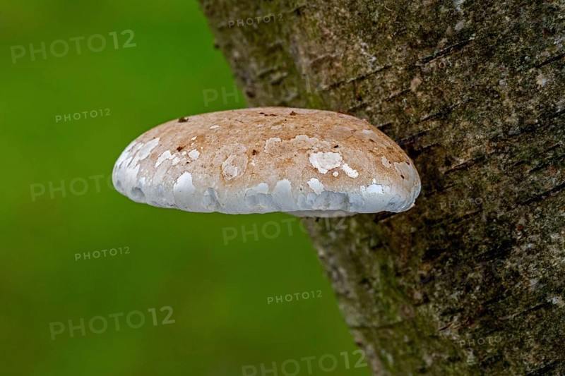 Young fruiting body