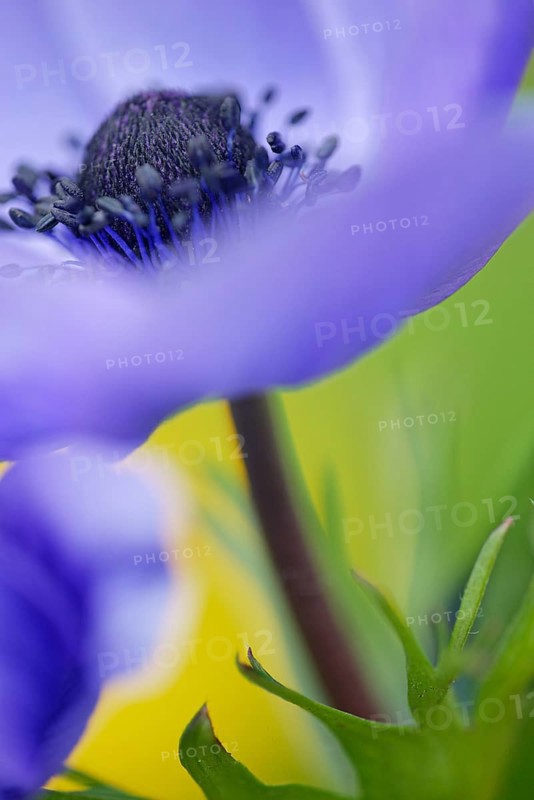 Poppy anemone
