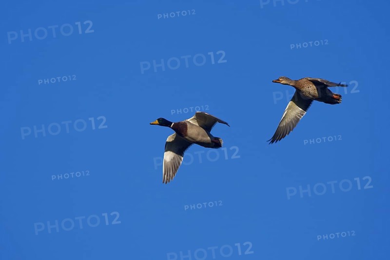 Pair of Mallards