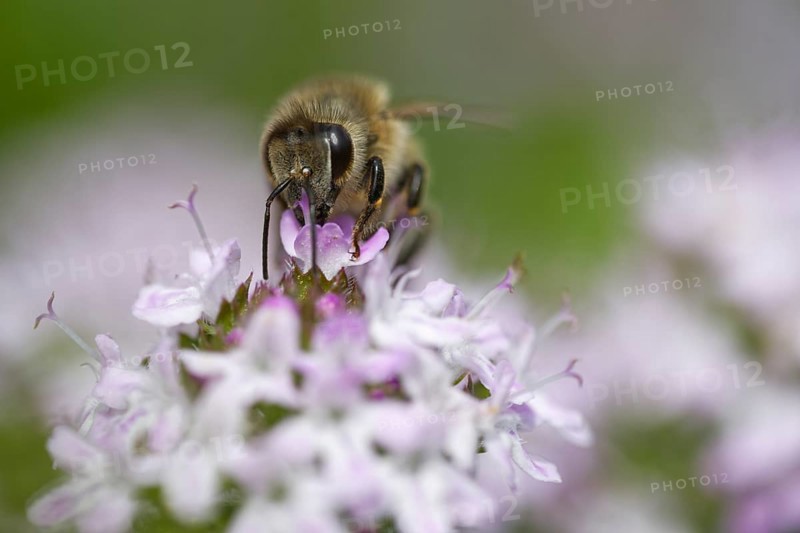 Honey bee