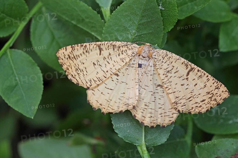 Blackthorn moth